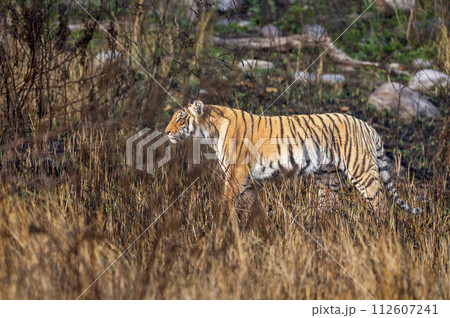 indian wild female tiger or panthera tigris side profile walking or territory stroll prowl terai region forest in natural scenic grassland in day safari at jim corbett national park uttarakhand india 112607241