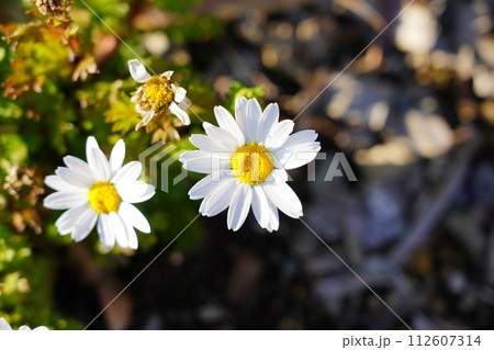 ヒナギク ヒナギク 112607314