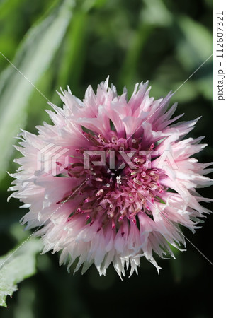 春の庭に咲くピンク色のヤグルマギクの花 112607321