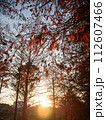紅葉した葉 112607466