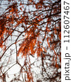 紅葉した葉 112607467