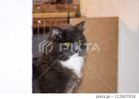 Playful gray shaggy cat at home closeup Playful gray shaggy cat at home closeup 112607858