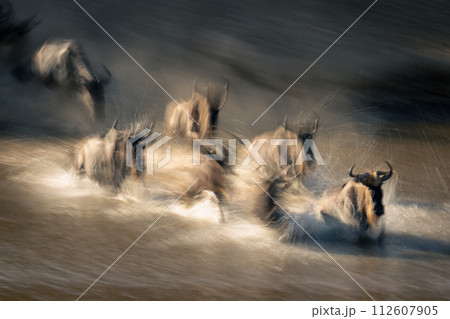 Slow pan of wildebeest galloping through stream 112607905