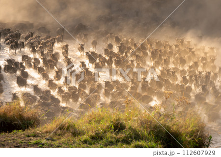 Slow pan of wildebeest sprinting across river 112607929