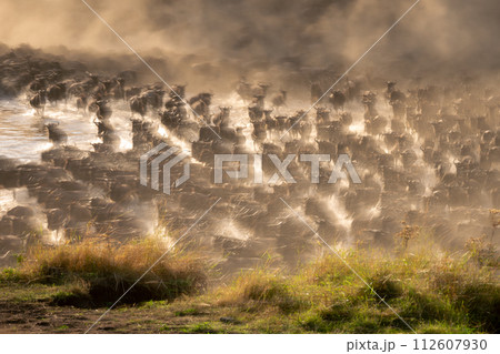 Slow pan of wildebeest sprinting across stream Slow pan of wildebeest sprinting across stream 112607930
