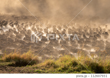 Slow pan of wildebeest sprinting across water Slow pan of wildebeest sprinting across water 112607931
