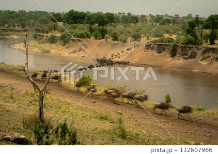 Slow pan of blue wildebeest Mara crossing 112607966