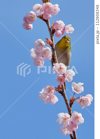 晴れた春の日の初御代桜とメジロ 晴れた春の日の初御代桜とメジロ 112608348