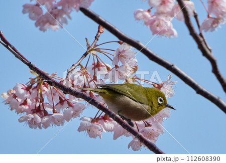 晴れた春の日の初御代桜とメジロ 112608390