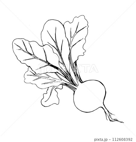 Vector illustration. Beetroot with tops drawn in black outline in vector on a white background. Suitable for printing on fabric and paper, for printing on product packaging, for design and creativity. Vector illustration. Beetroot with tops drawn in black outline in vector on a white background. Suitable for printing on fabric and paper, for printing on product packaging, for design and creativity. 112608392