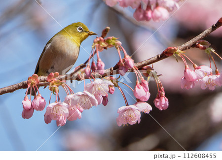 晴れた春の日の初御代桜とメジロ 112608455
