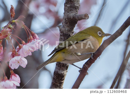 晴れた春の日の初御代桜とメジロ 晴れた春の日の初御代桜とメジロ 112608468