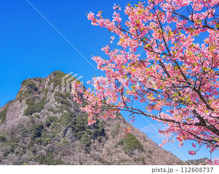 (静岡県)読売巨人軍長嶋茂雄ランニングロードの河津桜 (静岡県)読売巨人軍長嶋茂雄ランニングロードの河津桜 112608737