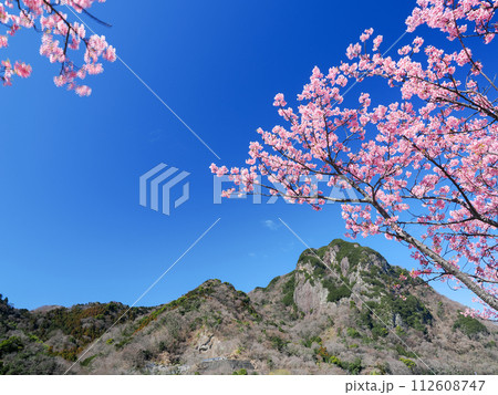 （静岡県）読売巨人軍長嶋茂雄ランニングロードの河津桜 112608747