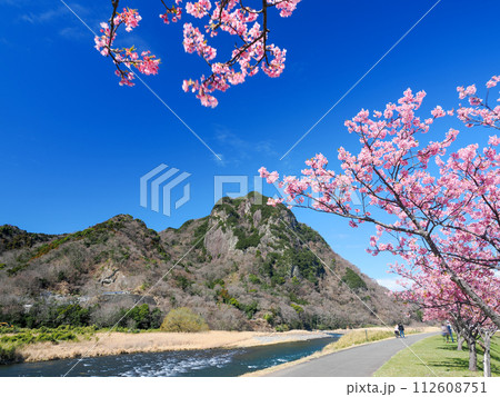 （静岡県）読売巨人軍長嶋茂雄ランニングロードの河津桜 112608751