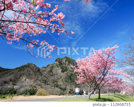 (静岡県)読売巨人軍長嶋茂雄ランニングロードの河津桜 (静岡県)読売巨人軍長嶋茂雄ランニングロードの河津桜 112608755