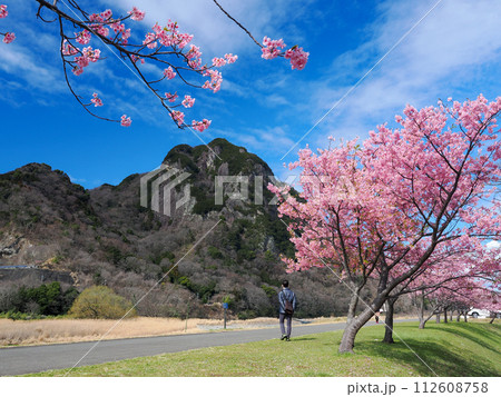 （静岡県）読売巨人軍長嶋茂雄ランニングロードの河津桜 112608758