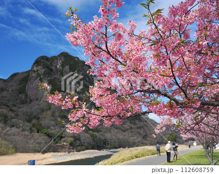 (静岡県)読売巨人軍長嶋茂雄ランニングロードの河津桜 (静岡県)読売巨人軍長嶋茂雄ランニングロードの河津桜 112608759