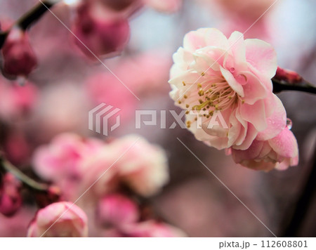 2月に咲いたピンク色の梅の花「新平家（シンヘイケ）」 112608801