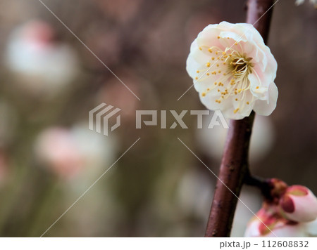 2月に咲いた白い梅の花「高砂枝垂(タカサゴシダレ)」 2月に咲いた白い梅の花「高砂枝垂(タカサゴシダレ)」 112608832