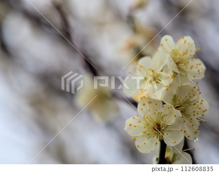 2月に咲いた白い梅の花「月影(ツキカゲ)」 2月に咲いた白い梅の花「月影(ツキカゲ)」 112608835