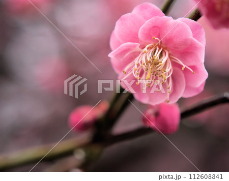 2月に咲いた紅い梅の花「江南所無（コウナンショム）」 112608841