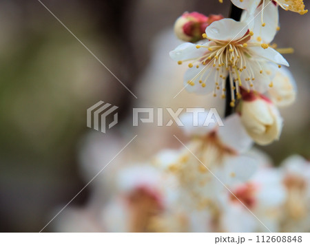 2月に咲いた白い梅の花「冬至（トウジ）」 112608848