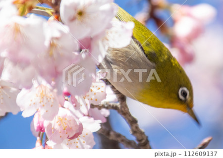 春爛漫 桜とメジロ 春爛漫 桜とメジロ 112609137
