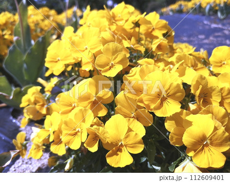 春の花壇に咲く黄色いビオラの花 112609401