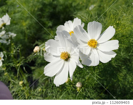 秋の花壇に咲く白いコスモス 112609403