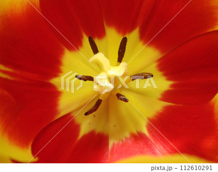 花芯をクローズアップした赤い花の写真素材 [112610291] - PIXTA