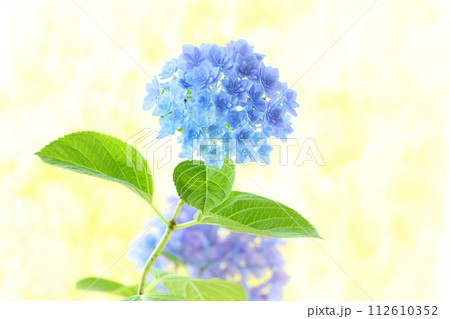 紫色と水色のアジサイ 細かい八重咲きの花が密集 明るい黄色系背景 紫色と水色のアジサイ 細かい八重咲きの花が密集 明るい黄色系背景 112610352