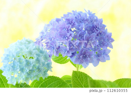 紫色と水色のアジサイ 細かい八重咲きの花が密集 明るい黄色系背景 紫色と水色のアジサイ 細かい八重咲きの花が密集 明るい黄色系背景 112610355