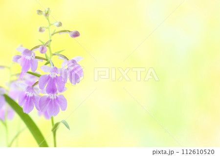 ウチョウラン 夢ちどり 小さい蘭の花 淡い紫色 明るい黄色背景 ウチョウラン 夢ちどり 小さい蘭の花 淡い紫色 明るい黄色背景 112610520