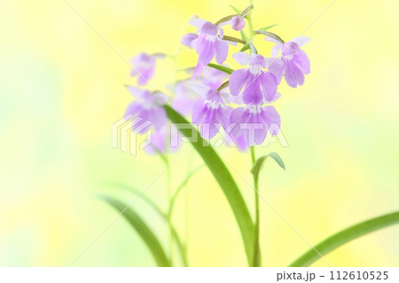 ウチョウラン　夢ちどり　小さい蘭の花　淡い紫色　明るい黄色背景 112610525