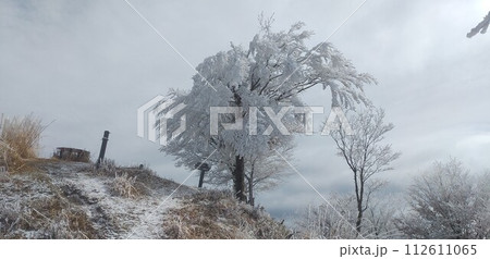 雪の積もった木 112611065