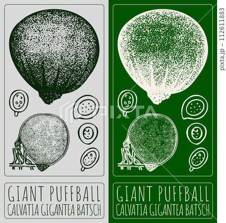 Vector drawing GIANT PUFFBALL. Hand drawn illustration. The Latin name is CALVATIA GIGANTEA BATSCH 112611883
