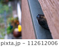 ベランダの隙間から外をうかがう犬の鼻 112612006
