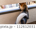 ベランダから外を眺める犬の後ろ姿 112612031