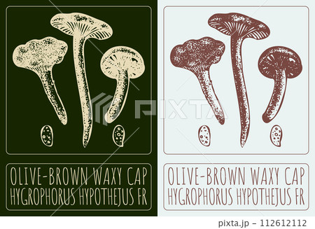 Vector drawing OLIVE-BROWN WAXY CAP. Hand drawn illustration. The Latin name is HYGROPHORUS HYPOTHEJUS FR 112612112