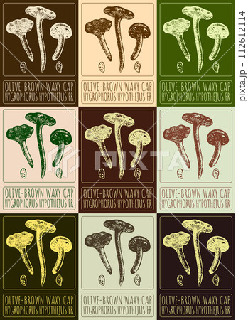 Set of vector drawing OLIVE-BROWN WAXY CAP in various colors. The Latin name is HYGROPHORUS HYPOTHEJUS FR. 112612114