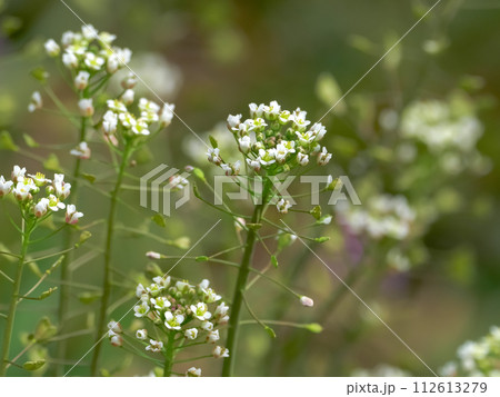 ぺんぺん草 ぺんぺん草 112613279