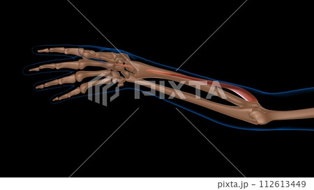 human female muscle anatomy for medical concept 3d rendering 112613449