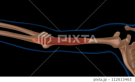 human female muscle anatomy for medical concept 3d rendering 112613463