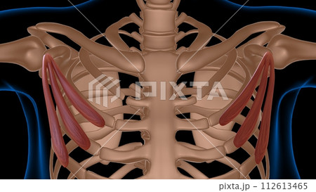 human female muscle anatomy for medical concept 3d rendering 112613465