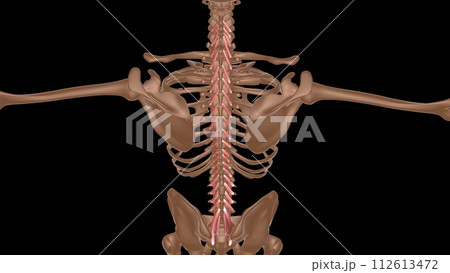 human female muscle anatomy for medical concept 3d rendering 112613472