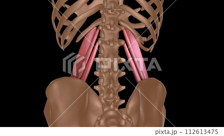 human female muscle anatomy for medical concept 3d rendering 112613475