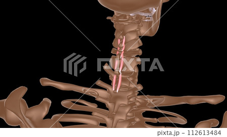 human female muscle anatomy for medical concept 3d rendering 112613484