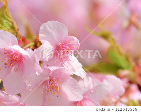 サクラサク 112613559