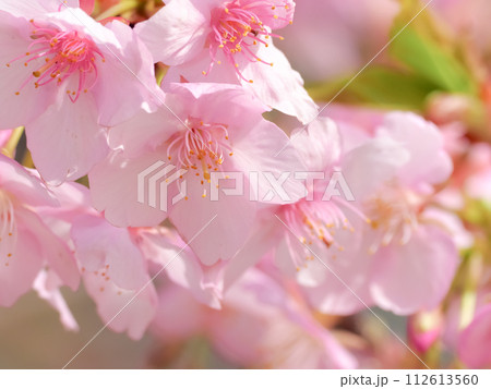 サクラサク 112613560